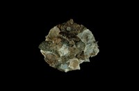 藏品(綴殼螺)的圖片